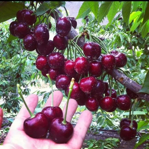 Rainier Cherry Fruit Seeds | 🍒Flat 50% Savings🍒 ( Buy 1 Get 1 Free )