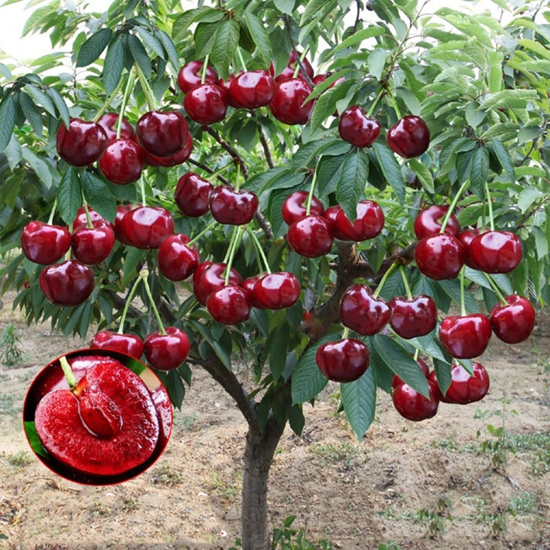 Rainier Cherry Fruit Seeds | 🍒Flat 50% Savings🍒 ( Buy 1 Get 1 Free )