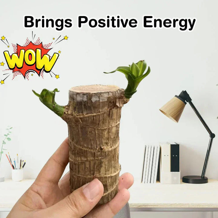 😌 Brazil Lucky Wood Potted Plant🍀 [Buy 1 Get 1 Free]