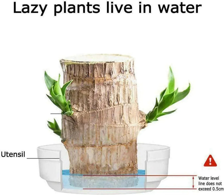 😌 Brazil Lucky Wood Potted Plant🍀 [Buy 1 Get 1 Free]