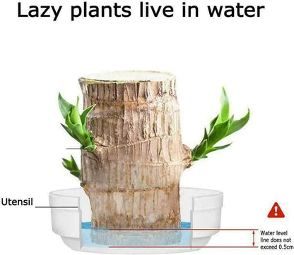 😌 Brazil Lucky Wood Potted Plant🍀 [Buy 1 Get 1 Free]