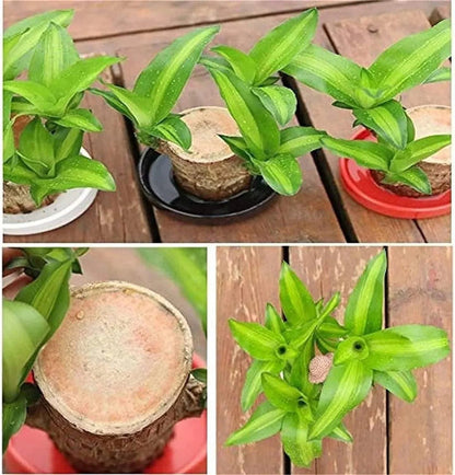 😌 Brazil Lucky Wood Potted Plant🍀 [Buy 1 Get 1 Free]