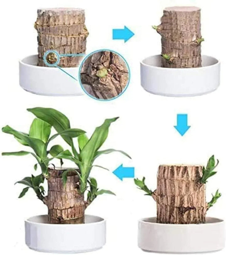 😌 Brazil Lucky Wood Potted Plant🍀 [Buy 1 Get 1 Free]