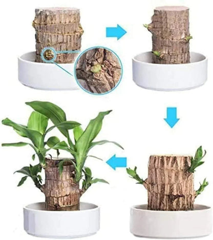 😌 Brazil Lucky Wood Potted Plant🍀 [Buy 1 Get 1 Free]