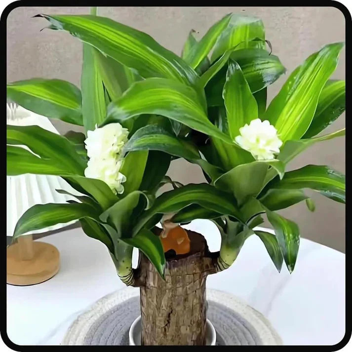😌 Brazil Lucky Wood Potted Plant🍀 [Buy 1 Get 1 Free]
