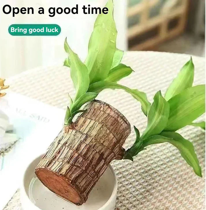 😌 Brazil Lucky Wood Potted Plant🍀 [Buy 1 Get 1 Free]