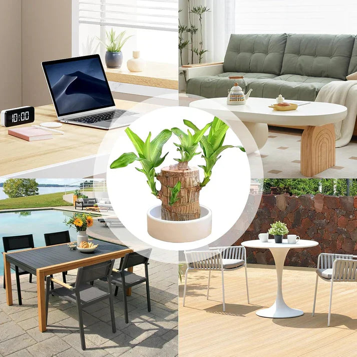 😌 Brazil Lucky Wood Potted Plant🍀 [Buy 1 Get 1 Free]