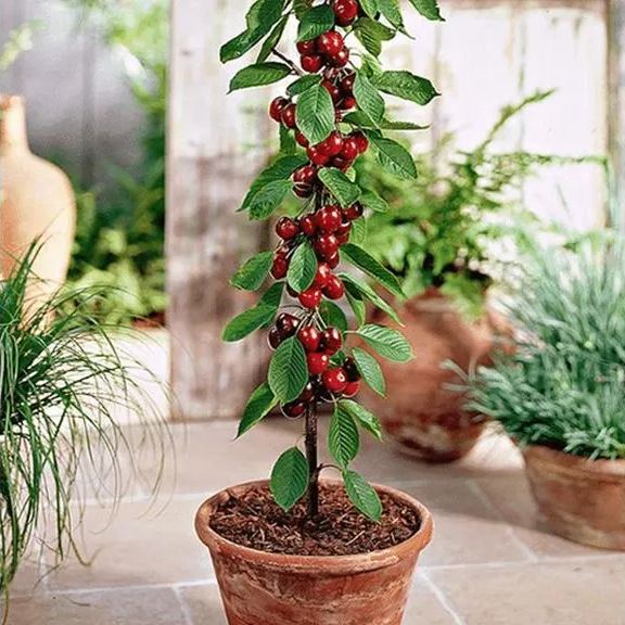 Rainier Cherry Fruit Seeds | 🍒Flat 50% Savings🍒 ( Buy 1 Get 1 Free )