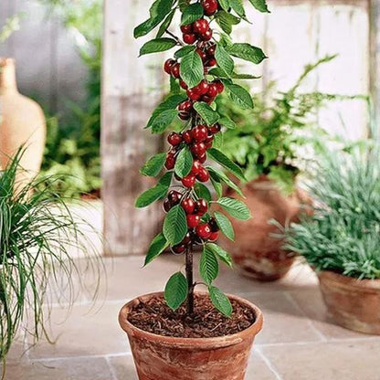 Rainier Cherry Fruit Seeds | 🍒Flat 50% Savings🍒 ( Buy 1 Get 1 Free )