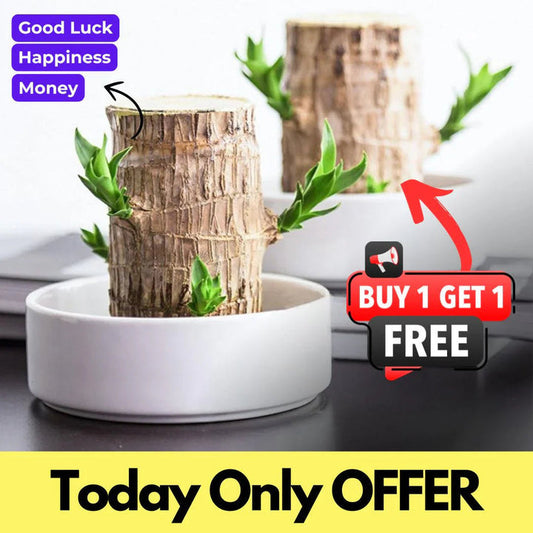 😌 Brazil Lucky Wood Potted Plant🍀 [Buy 1 Get 1 Free]